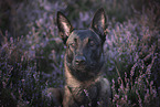 lying Malinois