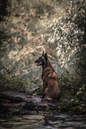 sitting Malinois