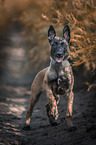 standing Malinois Puppy