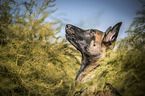 Malinois Puppy portrait