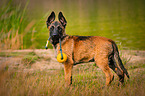 standing Malinois