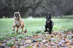 Malinois with German Shepherd Dog