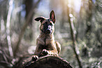 lying Malinois Puppy