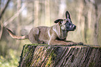 lying Malinois Puppy