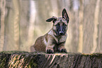 lying Malinois Puppy