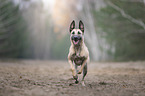 running Malinois