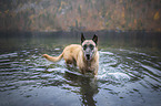 Malinois in the water