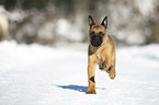 running Malinois Puppy