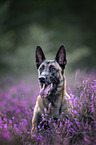 Malinois in the heather