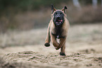 Malinois puppy