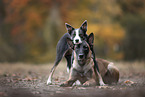 Border Collie and Malinois