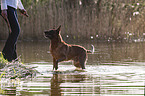 Malinois in the water