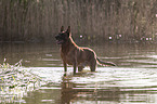 Malinois in the water
