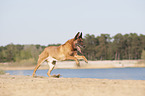 running Malinois