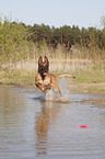 running Malinois