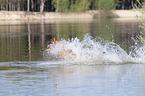 jumping Malinois