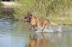 running Malinois