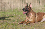 lying Malinois