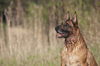 Malinois Portrait