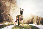 Malinois