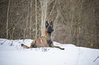 lying Malinois