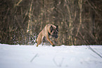 running Malinois