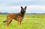 Malinois