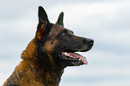 Malinois Portrait