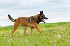 trotting Malinois