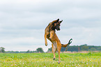 jumping Malinois