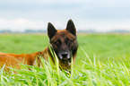 Malinois Portrait