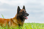 Malinois Portrait