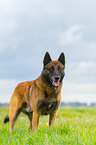 Malinois