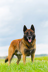 Malinois