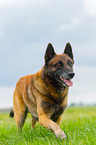 trotting Malinois