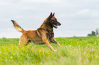 running Malinois