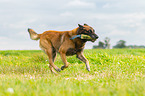 playing Malinois