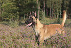 Malinois