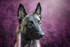 female Malinois