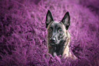 female Malinois