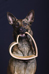 Malinois Portrait