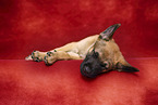 Malinois Puppy