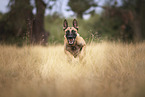 adult Malinois