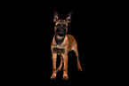 Malinois