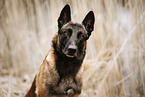 Malinois