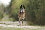 old Malinois