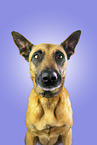 Malinois