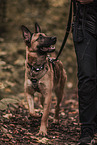 Malinois