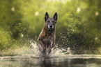 Malinois