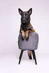 Malinois